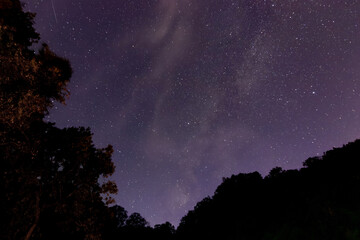 A stunning night sky filled with stars, framed by dark silhouettes of trees
