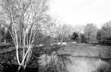 Middlesex filter beds nature reserve reflecting on river lea in monochrome