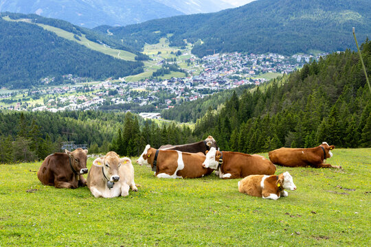 cows in the mountains