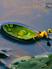 Gentle water droplets rest on a vibrant green lily pad, creating a tranquil connection with nature...