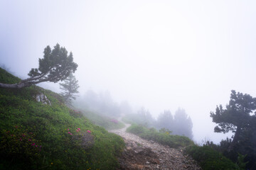 chemin de brume 