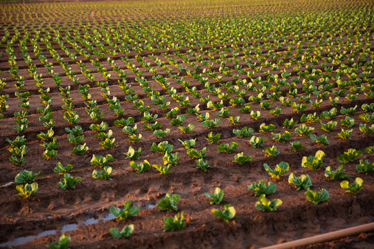 rows and rows of crops on a farm
