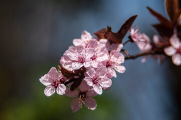 kwitnąca czereśnia