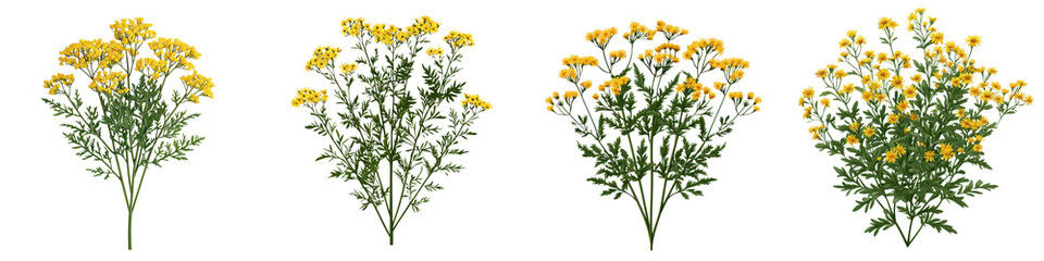 Fototapeta premium Lush and blooming tansy ragwort bush with an abundance of bright yellow flowers in a natural serene garden setting