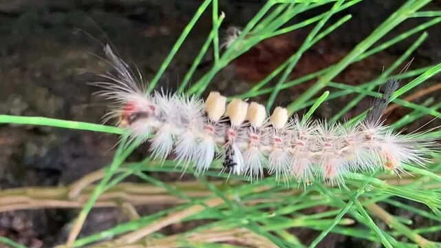 Moth larvae, lively moth larvae crawling up the pine tree