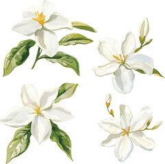 watercolor white jasmine flowers set on white, vector set, perfect for invitation wedding card