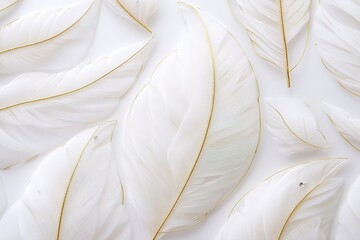 White and gold wire feather wall decoration, white background, simple design, white feathers, simple lines, golden outline, golden color, white feather pattern