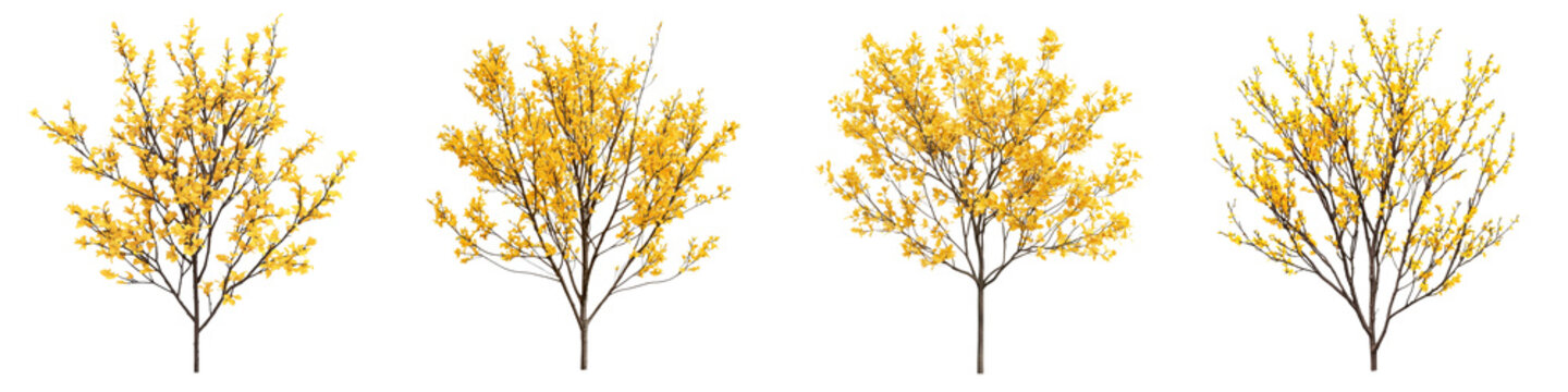 Striking yellow witch hazel blooms beautifully adorning the bare branches of autumn trees creating a vibrant natural and backdrop