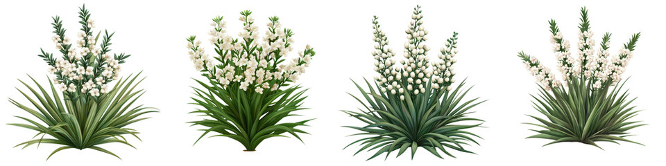 Fototapeta premium Stunning yucca bushes with their iconic white flowers blooming in a lush desert landscape This ornamental plant thrives in arid