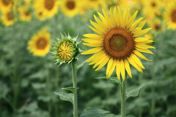 Fototapeta premium 太陽の花