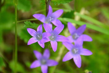 Fototapeta premium a group of purple bluebells in the green grass background close up