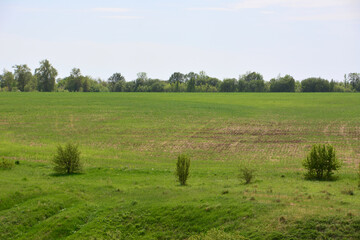 Fototapeta premium a green plowed field with a few trees in the background in cloudy day