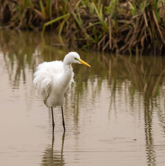 Naklejka premium portrait d'une très jolie aigrette dans un biotope très joli, très naturel, un marais, avec des roseaux