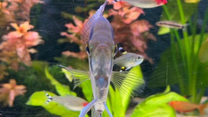peixes aquario