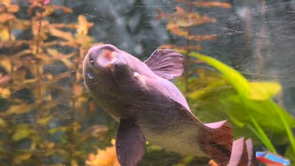 peixes aquario