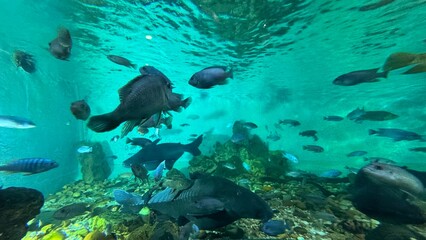peixe aquario