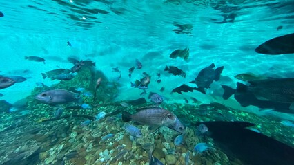 peixe aquario