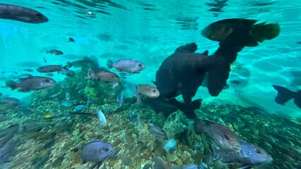 peixe aquario