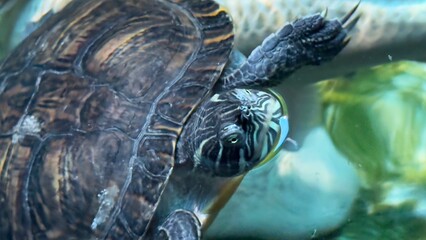 peixe aquario