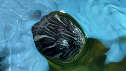 peixe aquario