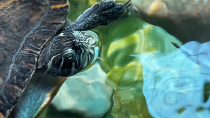 peixe aquario