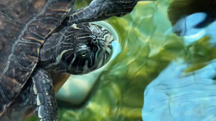 peixe aquario