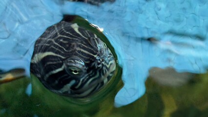 peixe aquario