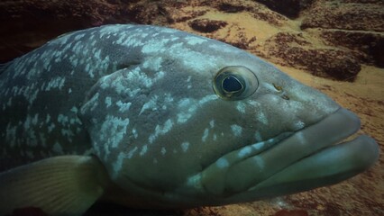 peixe aquario