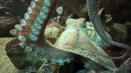 peixe aquario
