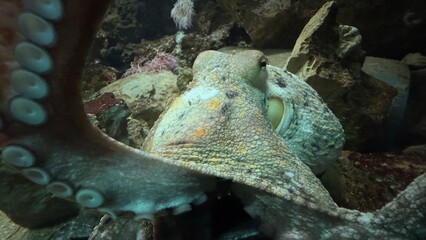 peixe aquario