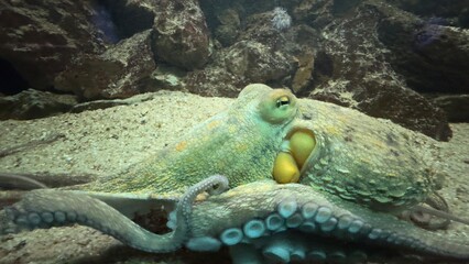 peixe aquario