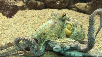 peixe aquario