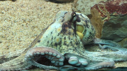 peixe aquario