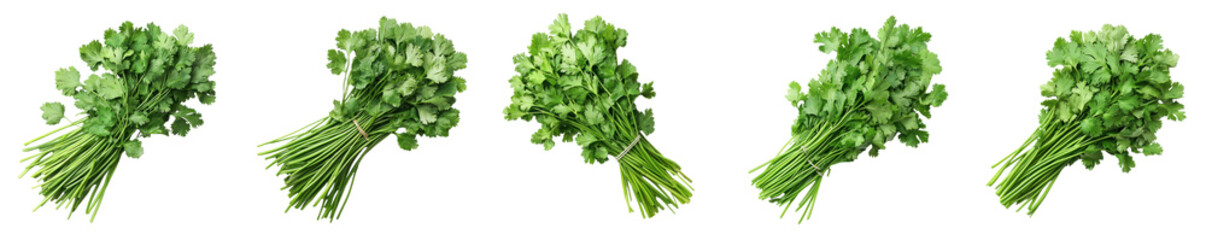 Fototapeta premium Fresh Cilantro Bundles Green Herb Cooking Ingredient Food Photography on transparent background