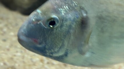 peixe aquario