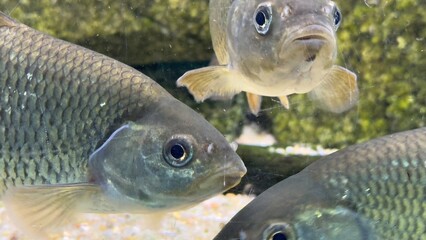 peixe aquario