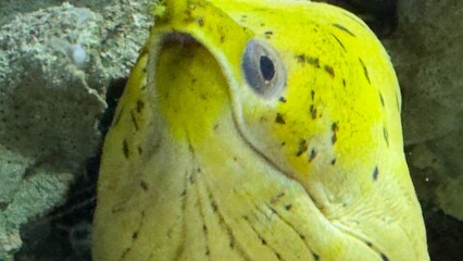 peixes aquario