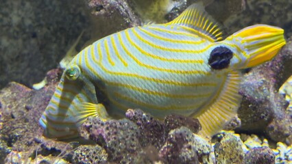 peixes aquario