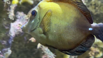 peixes aquario