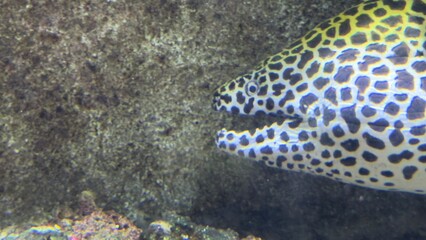 peixes aquario