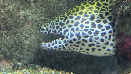 peixes aquario