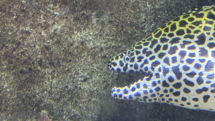 peixes aquario