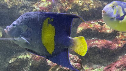 peixes aquario