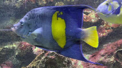 peixes aquario