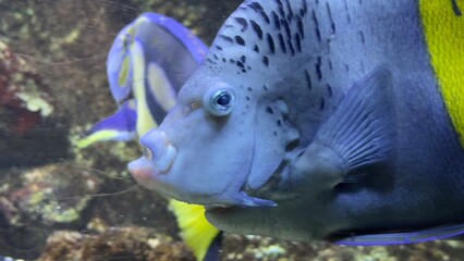 peixes aquario