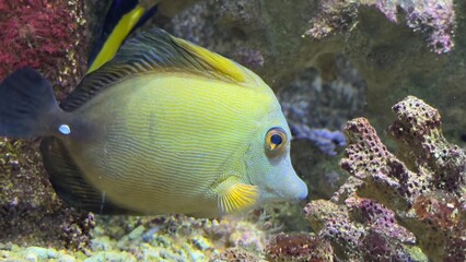 peixes aquario