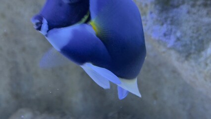 peixes aquario
