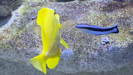 peixes aquario