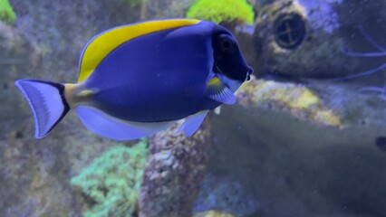 peixes aquario