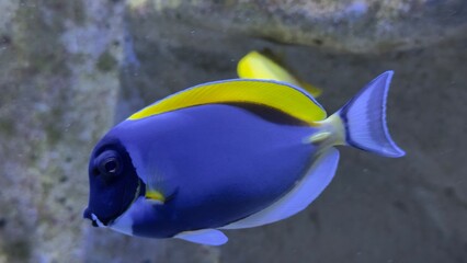 peixes aquario